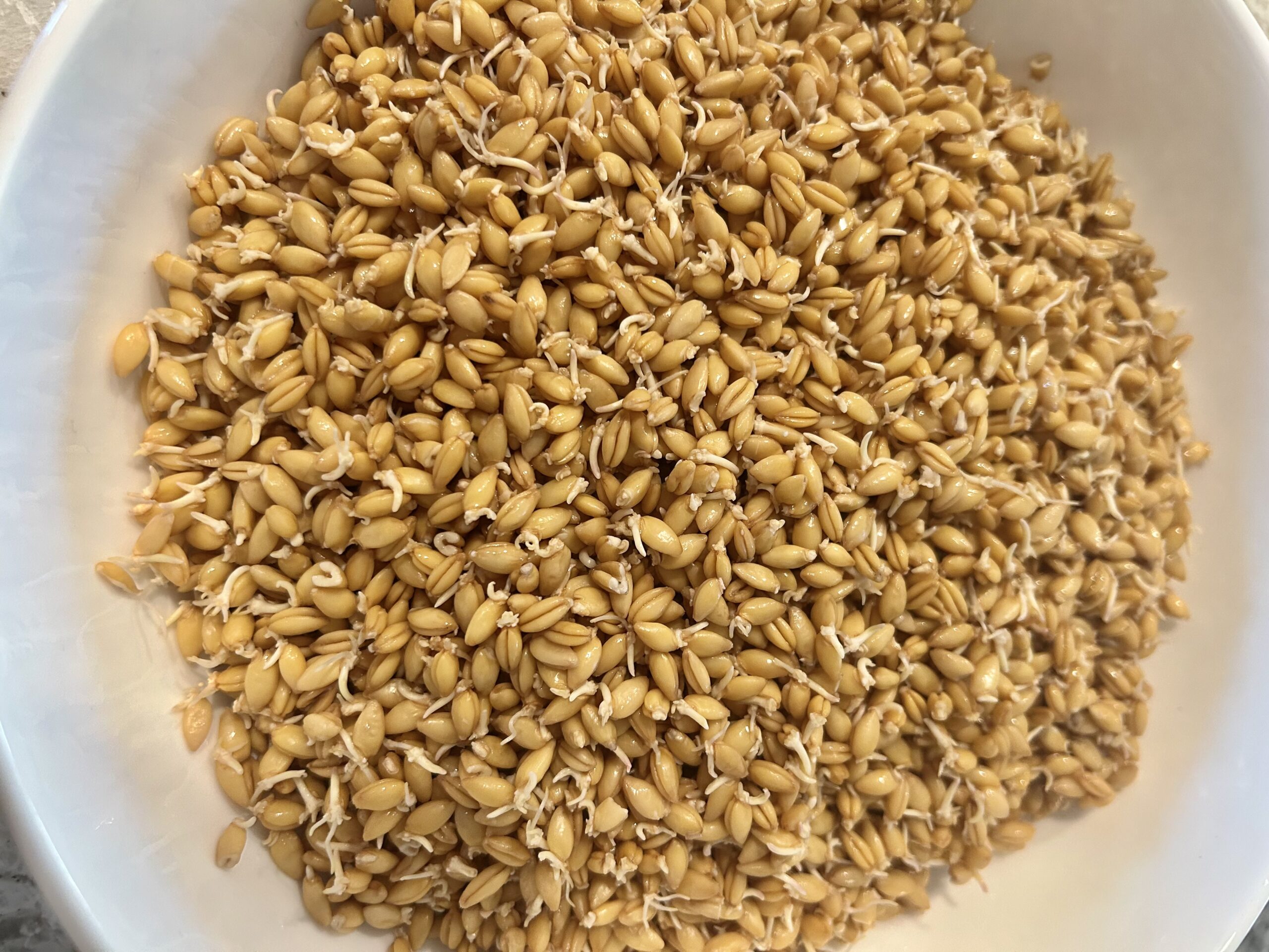 Tweak It: What is a Sprouted Grain?