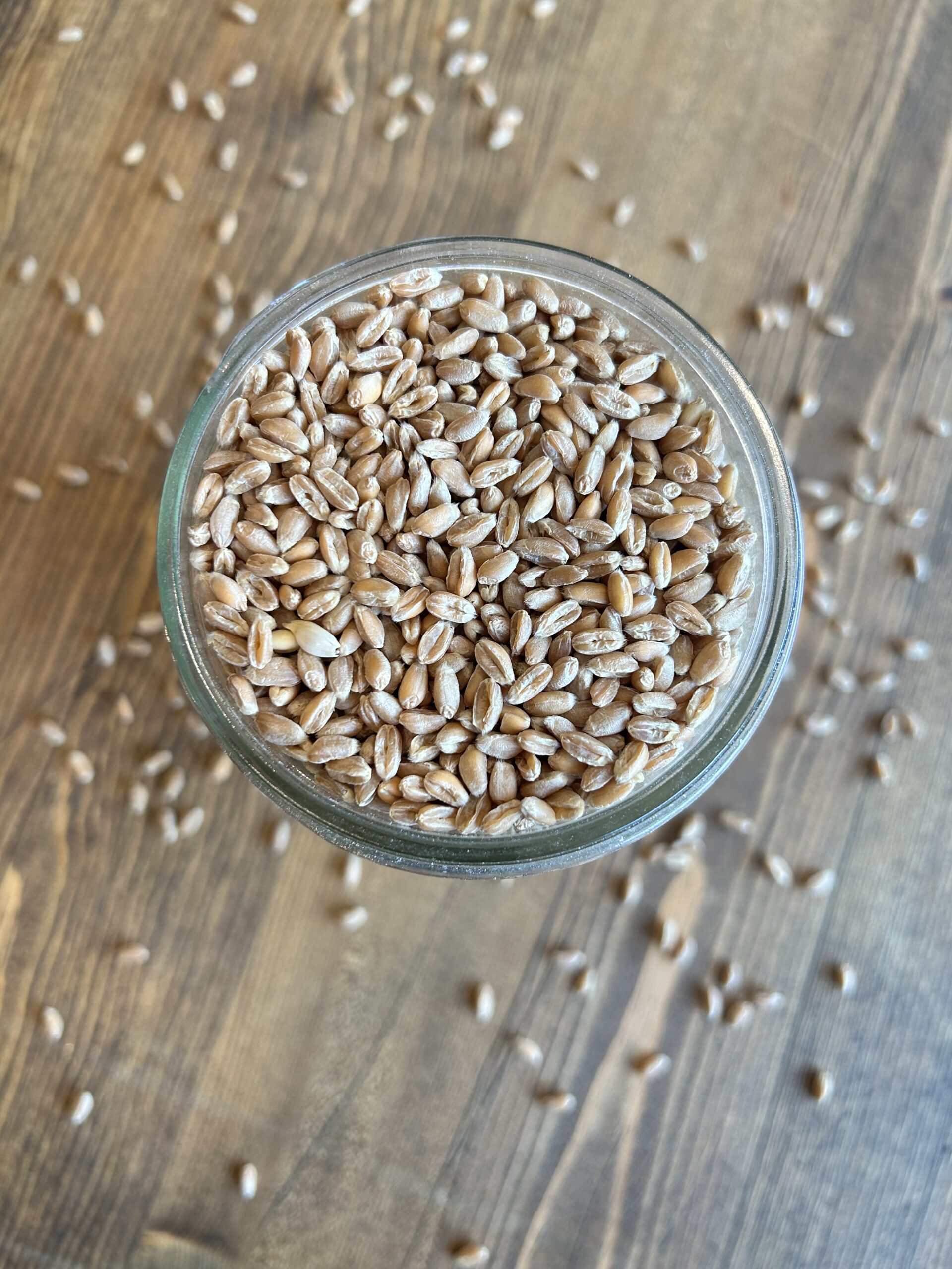 Get to Know Your Grains – Spelt